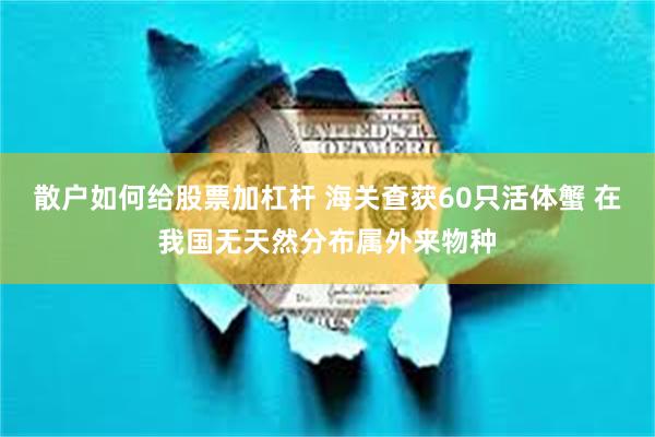 散户如何给股票加杠杆 海关查获60只活体蟹 在我国无天然分布属外来物种